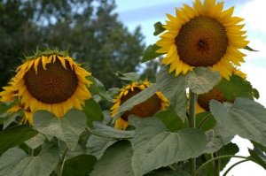 sunflowers 16