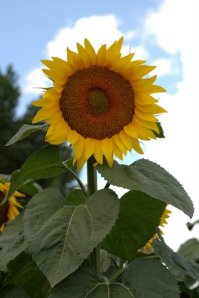 sunflowers 17